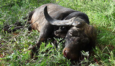 Hunting Buffalo with Choice Africa Safaris